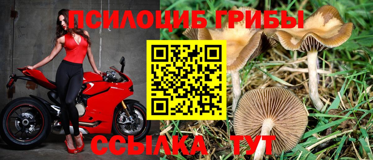 Воронеж  Галлюциногенные грибы Psilocybine cubensis  Вход с VPN 